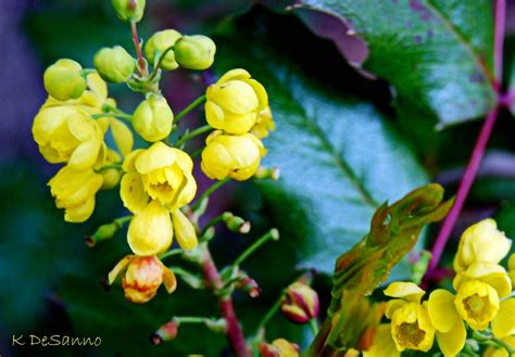 Oregon State Flower | State Flower of Oregon | Karen DeSanno | Flickr