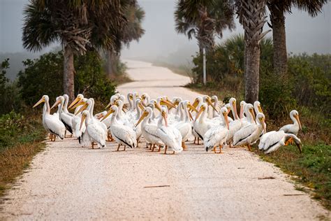 Florida Wildlife Images | Central Florida Photo Ops