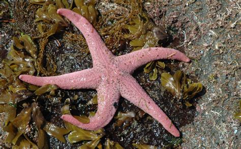 Giant Pink Starfish: Pisaster brevispina