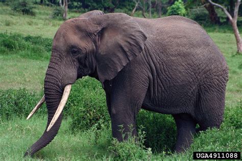 African Elephant (Loxodonta africana)