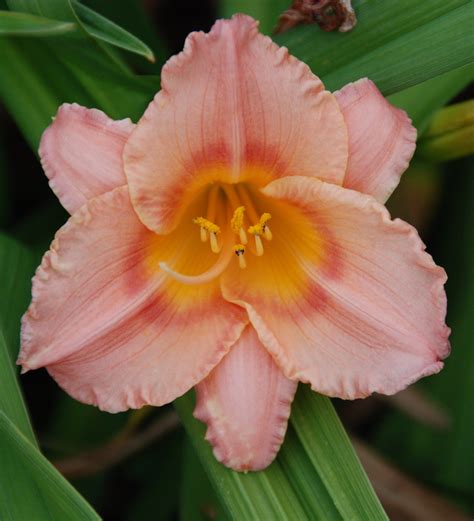 Day Lily Peach and Yellow in My Garden