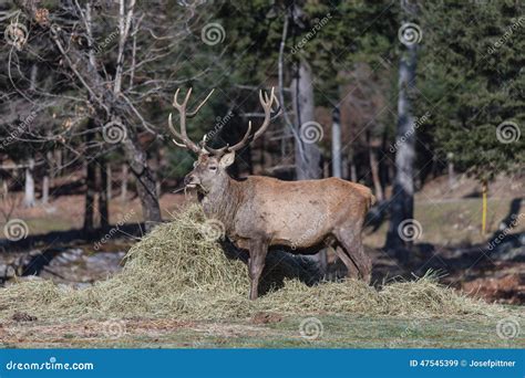 Large Elk with Large Antlers Stock Image - Image of large, green: 47545399