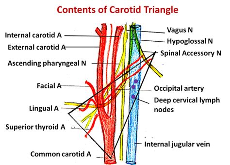 Carotid Triangle - Boundaries - Contents - AnatomyQA