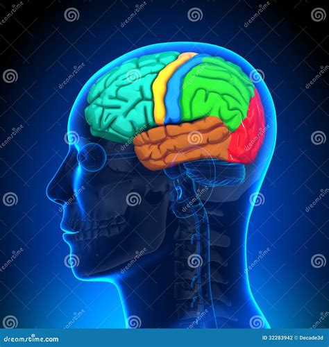 Brain Anatomy - Color Parts Stock Illustration - Illustration of ...