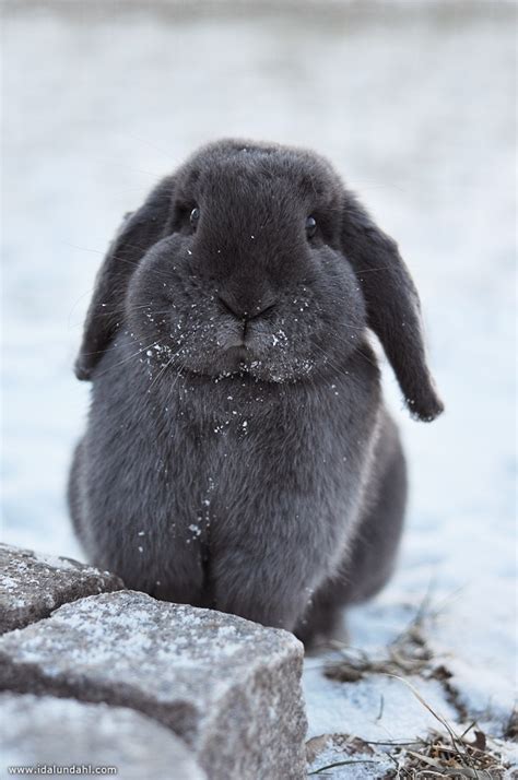 Rabbit in the Snow - Rabbits Photo (40261467) - Fanpop