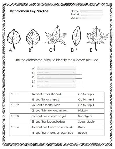 Dichotomous key tree worksheet Interactive Worksheet – Edform