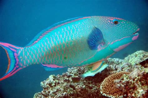 Parrot Fish @ Great Barrier Reef | Amazing Oceans | Pinterest