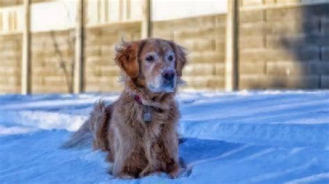 Why Do Dogs Shiver When Cold? | Healthy Paws Pet Insurance