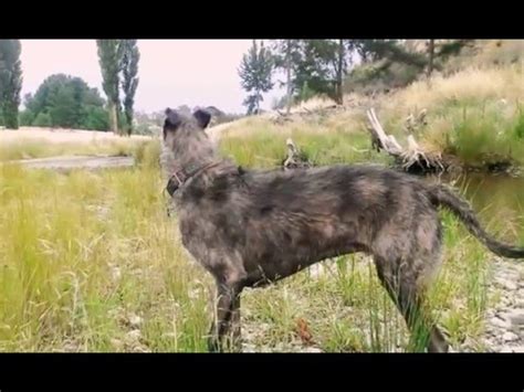 Staghound dog - YouTube