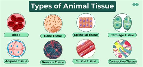 Animal Tissue- Structure and Types of Animal Tissue