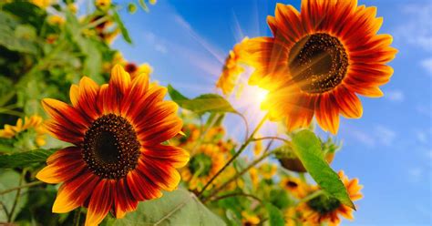 How to Define Full Sun for Gardening | Gardener’s Path