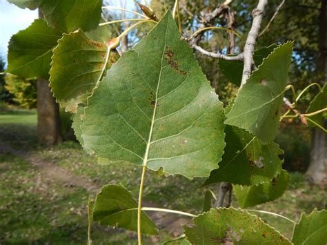 Eastern Cottonwood - Populus delotides | The Arboretum