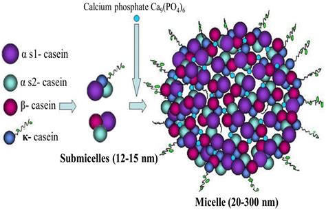 Structure and biological functions of milk caseins | Russian Open Medical Journal