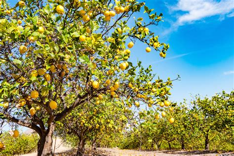 These 7 citrus tree varieties will make a great addition to your yard | HappySprout