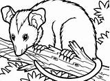 Possum Coloring Page At GetColoringscom  Free Printable Colorings sketch template
