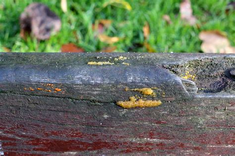 Fungi Friday: Not just a park bench | earthstar