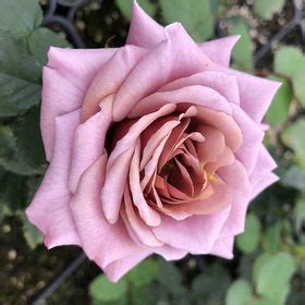 High Country Roses (HighCountryRoses) - Profile | Pinterest