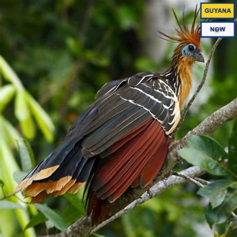 The Hoatzin aka "Canje Pheasant" Guyana's National Bird | By Where Is Guyana