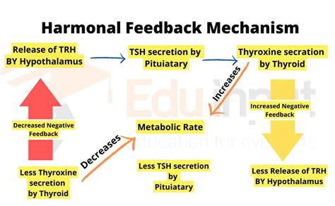 Feedback Mechanism Of Hormones- Positive and Negative Feedback | Hormone Secretion Regulation