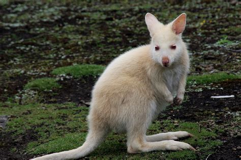 Kangaroo,white,animal,wild,australian - free image from needpix.com