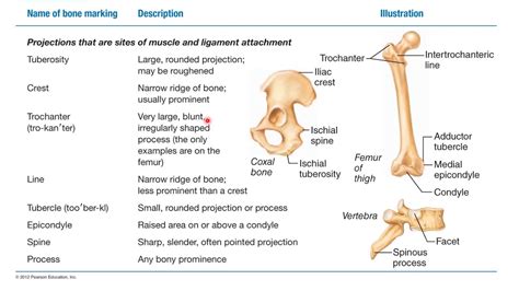 Landmarks And Bone Markings Chart