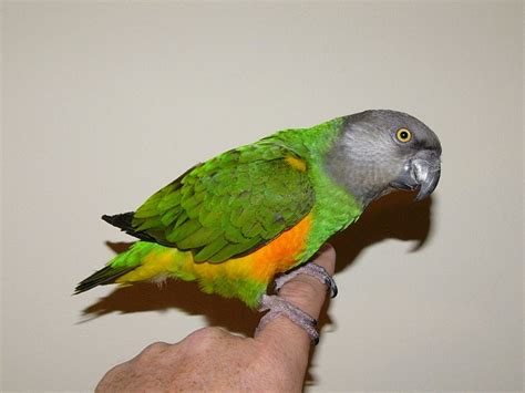 Senegal Parrot Facts, Pet Care, Housing, Feeding, Pictures