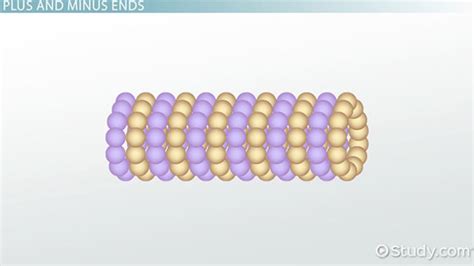 Microtubules: Definition, Functions & Structure - Video & Lesson Transcript | Study.com