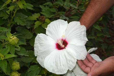 AgriLife Research-bred winter-hardy hibiscus nearer to U.S. markets | AgriLife Today