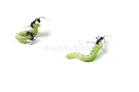 Ants Eating a Caterpillar Plague in Agriculture Stock Photo - Image of ants, legs: 30938126