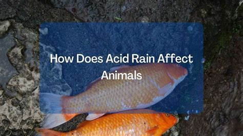 How Does Acid Rain Affect Animals