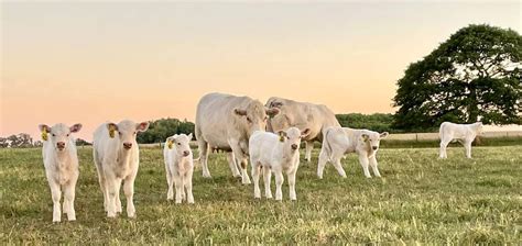 Cattle Health Education Workshop - College of Veterinary Medicine - Purdue University