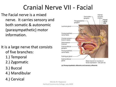 PPT - Cranial Nerves PowerPoint Presentation - ID:2245105