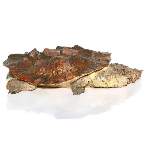 Giant Mata Mata Turtle - Reptiles For Sale