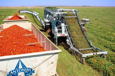 Harvesting Tomatoes. : pics