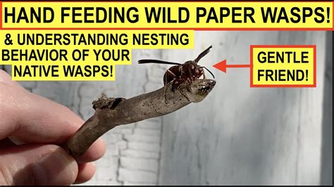 HAND FEEDING WILD POLISTES PAPER WASPS! SEE THE NESTING BEHAVIOR OF ...