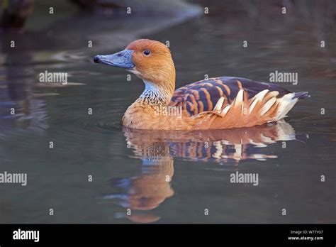 Fulvous whistling-duck (Dendrocygna bicolor), captive, native to ...