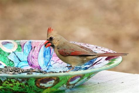 Female Cardinal on Colorful Bird Feeder Stock Photo - Image of feeder ...