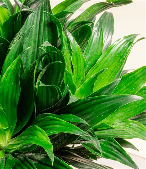 How to Care for Dracaena Janet Craig Plant | easyplant