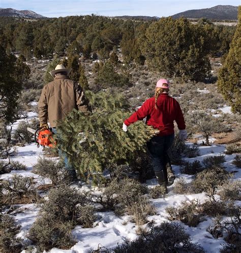 BLM Ely District selling Christmas tree-cutting permits