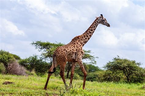 12 Fun & Interesting Kenya Facts for Kids 2023