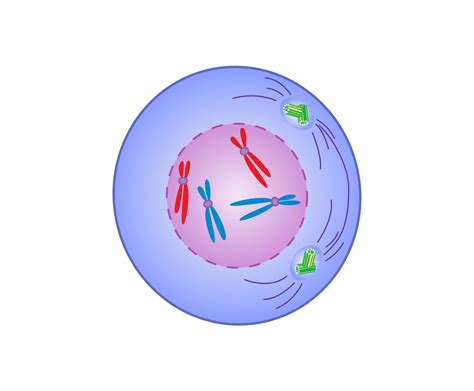 The Cell Cycle, Mitosis & Meiosis Jeopardy Template