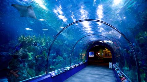 Aquarium of the Americas | Hospitality of New Orleans