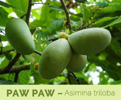 Paw Paw facts and health benefits