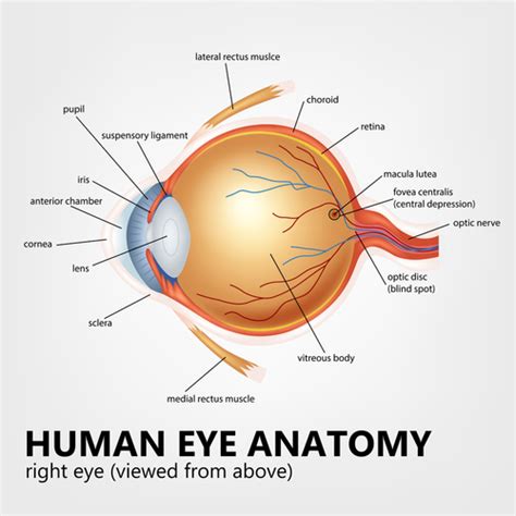 Macula Lutea - Its Role In Macular Degeneration