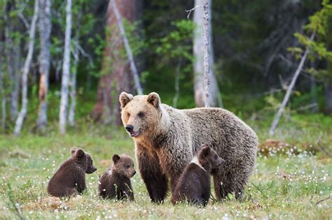 Bear down: Mom and cubs found hibernating under Tahoe home