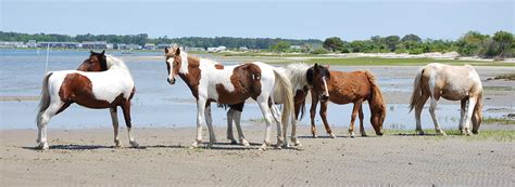 Chincoteague Ponies