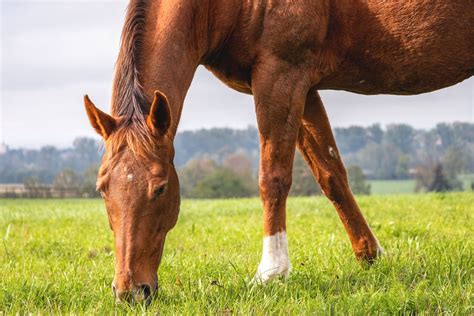 Composting Horse Manure: How Do I Use Horse Manure As Fertilizer ...