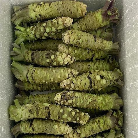 Authentic Wasabi root - FRESH - Foraged