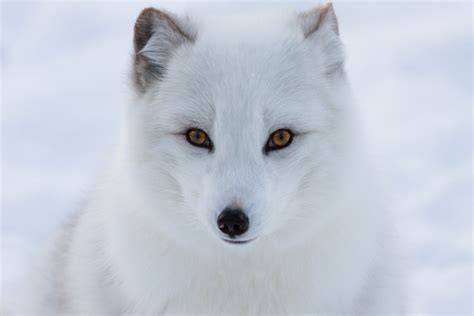 Arctic Fox - Arctic Genomics