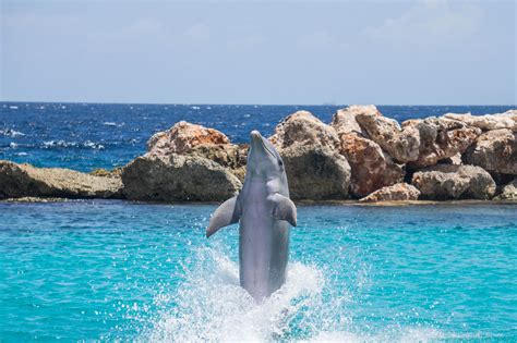 Dolphin Dancing in Hawaii image - Free stock photo - Public Domain ...